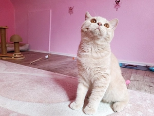 BKH Kater in Creme sucht Zuhause  Bild 3