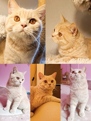 BKH Kater in Creme sucht Zuhause 