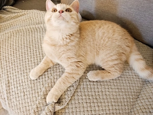 BKH Kater in Creme sucht Zuhause  Bild 4