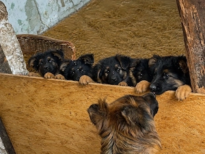 Altdeutsche Schäferhund welpen Langhaar