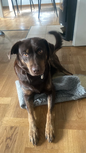 Hund sucht neue Familie