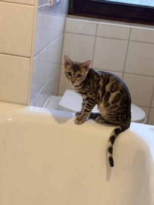 Bengal Baby Kater Sonderfarbe 