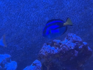 NOTVERKAUF Meerwasser Fische