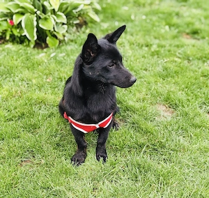 Cherry eine liebe kleine Hundedame 