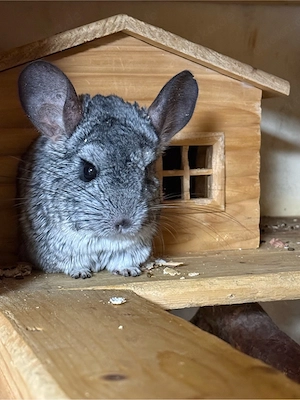 chinchilla weibchen abzugeben !
