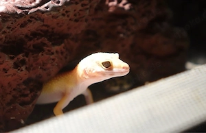Leopard Geckos 