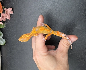 1.0 Mandarin 66% het Tremper Albino, 66% het Eclipse Leopardgecko