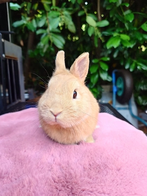 Farbenzwerg Häsinnen geimpft 1-4 J. Hermelin Zwergkaninchen Hase Kaninchen 