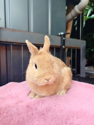 Farbenzwerg Häsinnen geimpft 1-4 J. Hermelin Zwergkaninchen Hase Kaninchen 