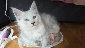 Maine coon Kater 