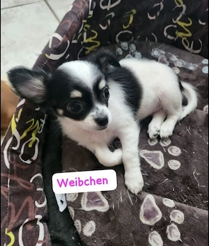 Chihuahua-Welpe 