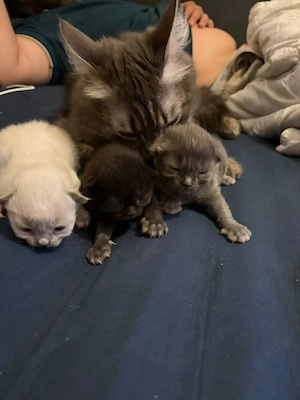 Drei bezaubernde Katzenbabys suchen ein liebevolles Zuhause!