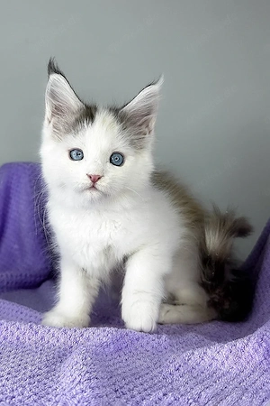 Wunderschönes männliches Maine-Coon-Kätzchen zu verkaufen | Black Tortie Silver mit Weiß | Blaue Aug