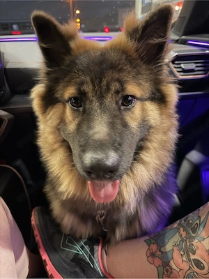Schäferhundin eurasier mix