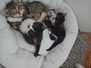 Mix Kittens Bkh und Ekh 