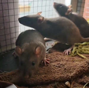 Farbratten Babys Jungtiere  Bild 6