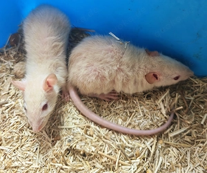 Farbratten Babys Jungtiere  Bild 7