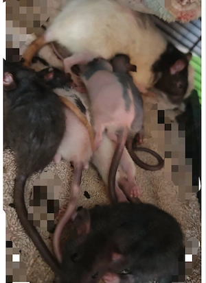 Farbratten Babys Jungtiere  Bild 5