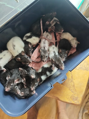 Farbratten Babys Jungtiere  Bild 9