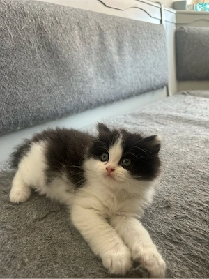 Britisch Langhaar Kater sucht ab Mitte Ende August ein liebevolles Zuhause