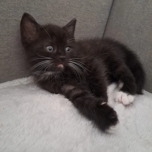 BKH Mix Kutten Babykatzen