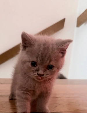 Reinrassige BKH Kitten