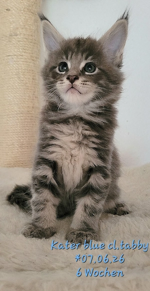 Maine Coon Kätzchen, typvoll mit Stammbaum