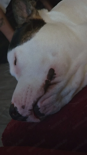 American Bully Schäferhund Mischling