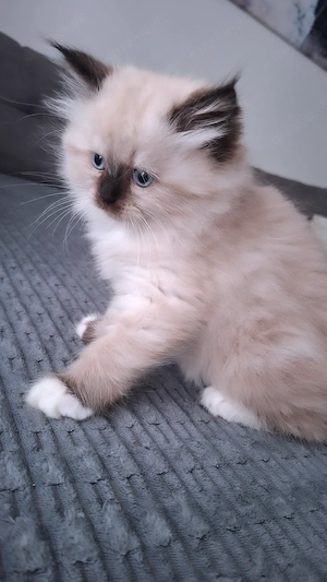 Perser Kitten bereit für die Reservierung 