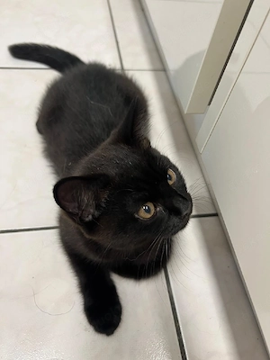 Britisch kurzhaar kitten 