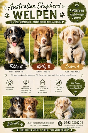 Australian Shepherd Welpen 
