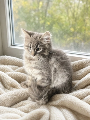 Zuckersüße Main coon kitten 
