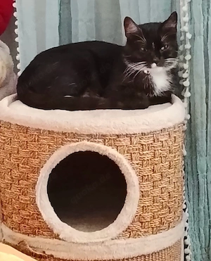 Maja sucht ein neues Zuhause 