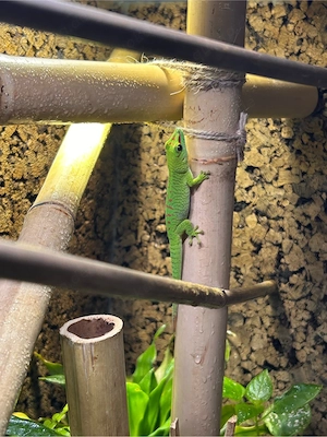 Madagaskar Taggecko Männchen