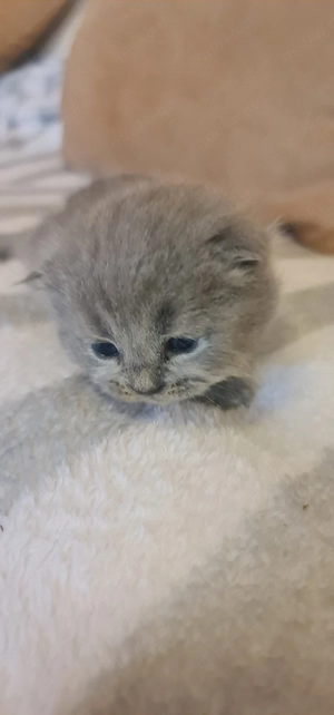 Süße BKH Kitten  Bild 2