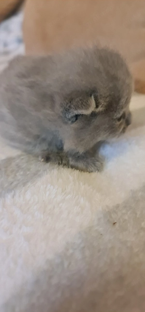 Süße BKH Kitten 