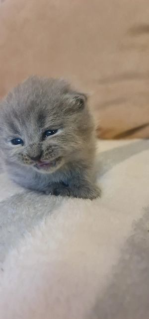 Süße BKH Kitten  Bild 4