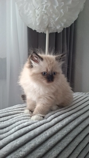 Perser Kitten bereit für die Reservierung 