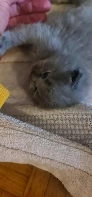 Süße BKH Kitten  Bild 3