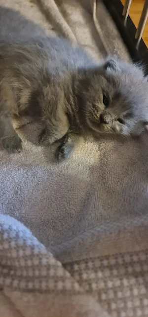 Süße BKH Kitten  Bild 5