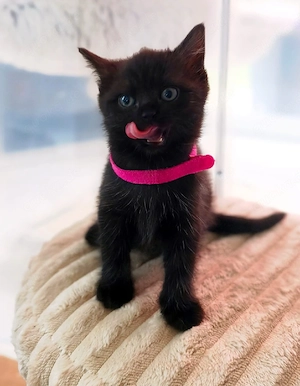 Bkh Blh Kitten      