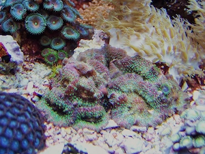 Korallenableger- Discosoma dawidoffi Scheibenanemonen