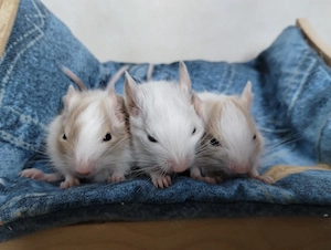 6 mega tolle Degu Buben- Kids,Lilacsuperschecke und Creme- Sandschecken suchen Zuhause im Glück