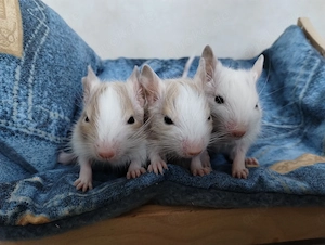 6 mega tolle Degu Buben- Kids,Lilacsuperschecke und Creme- Sandschecken suchen Zuhause im Glück