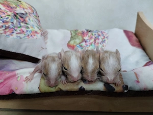 6 mega tolle Degu Buben- Kids,Lilacsuperschecke und Creme- Sandschecken suchen Zuhause im Glück
