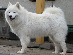 Samojedenhündin