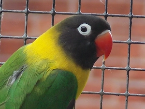 Schwarzköpfchen, Rußköpfchen, Agaporniden