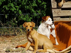 Pinscher Mix Hündin 3kg 4Mon BUNDESWEIT ausreisebereit aus Kroatien 