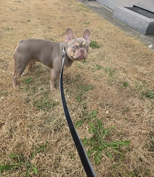 Französische Bulldogge Isabella tan 