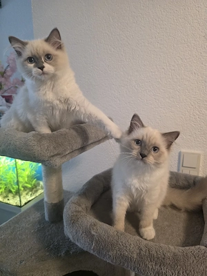 Ragdoll Kitten 